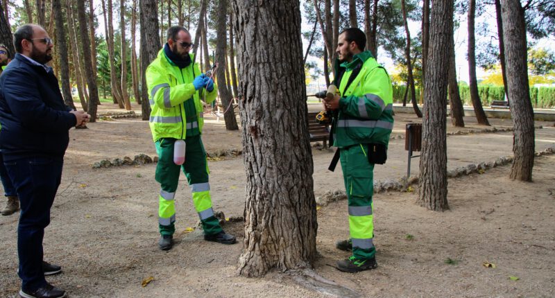 El Departamento de Sostenibilidad realizará un tratamiento de endoterapia en 300 pinos para prevenir la polilla procesionaria